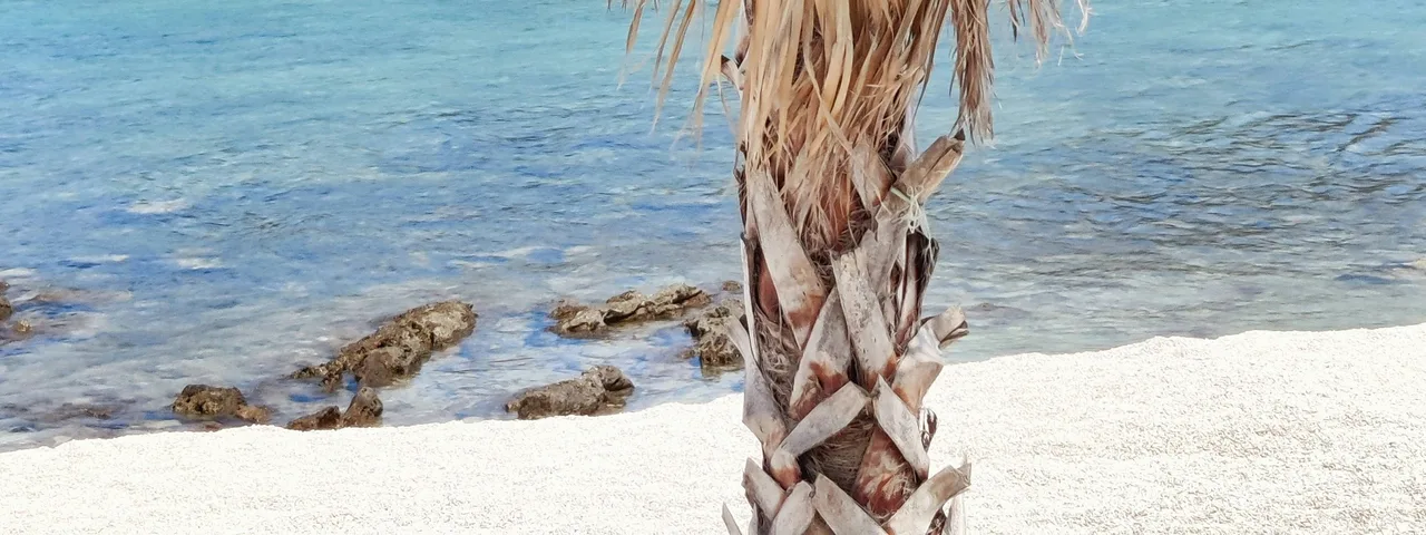 A vibrant palm tree on a pristine beach with crystal-clear turquoise water and lush green islands along the Dalmatian coast.