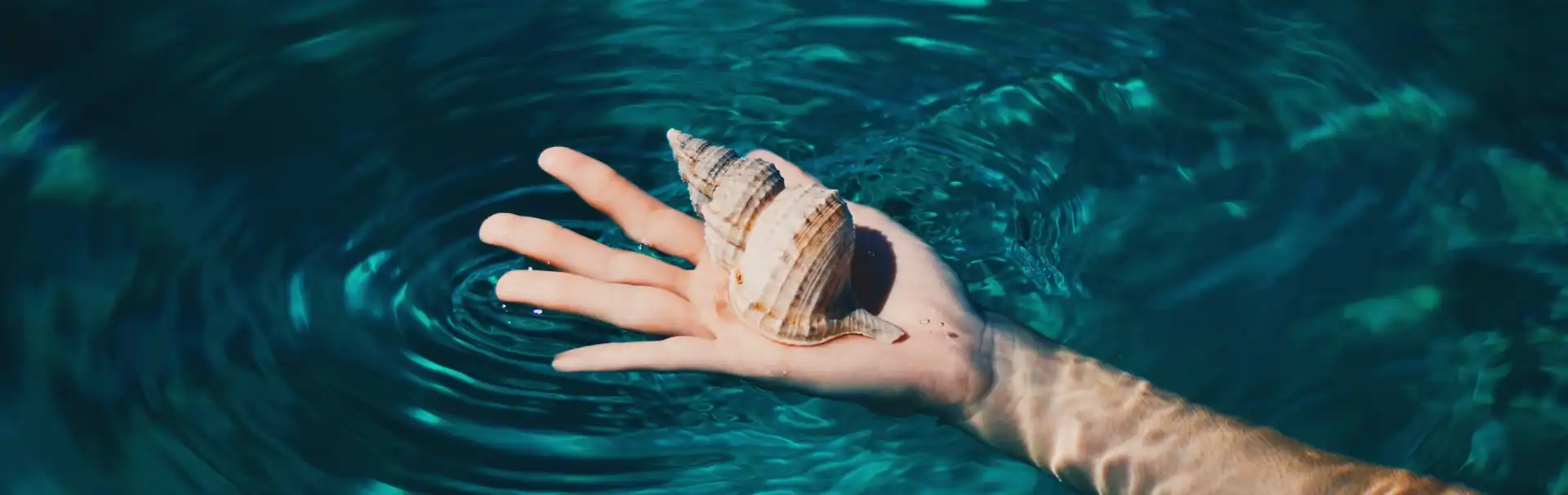 Seashell souvenir from a Dubrovnik boat charter. Bespoke holidays with Tendo.