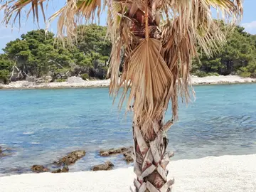 A vibrant palm tree on a pristine beach with crystal-clear turquoise water and lush green islands along the Dalmatian coast.