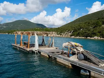 Oyster farming raft floating on calm turquoise Mali Ston Bay with a lone worker tending nets and oyster clusters, Croatia