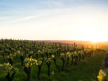 Vineyards boudewijn boer q t515 jd z ny8 unsplash
