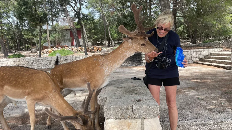 Woman feeding friendly fallow deer with young antlers at a wildlife park. Up-close animal encounter, nature experience, summer outdoor activity to the Island Korcula.