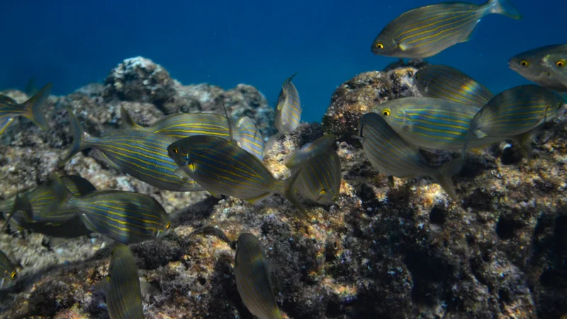 Colorful tropical fish swimming near coral reef in clear blue Adriatic sea, close to Dubrovnik.