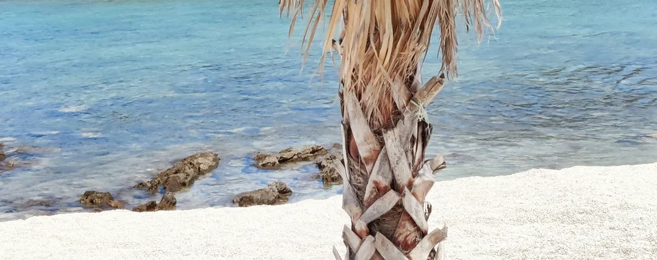 A vibrant palm tree on a pristine beach with crystal-clear turquoise water and lush green islands along the Dalmatian coast.
