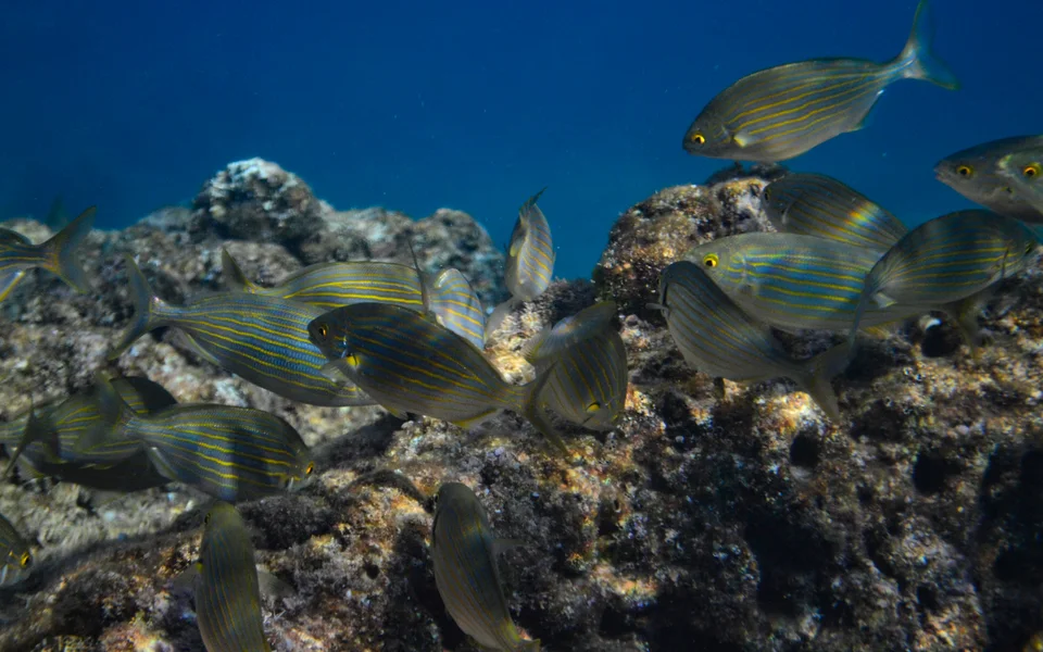 Colorful tropical fish swimming near coral reef in clear blue Adriatic sea, close to Dubrovnik.