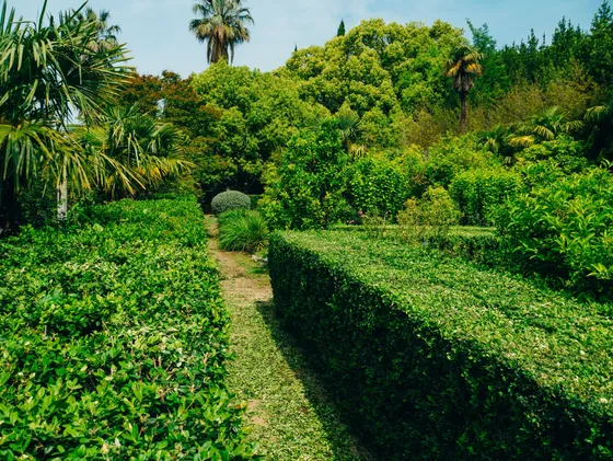 Lush garden passageway and pavilion at Trsteno Arboretum near Dubrovnik — Game of Thrones palace garden private boat tour stop