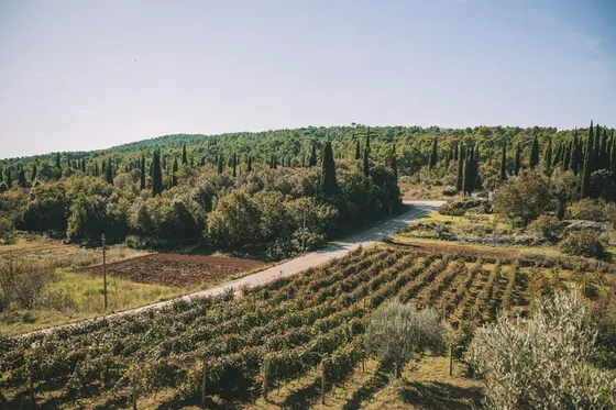 Dubrovnik countryside vineyard tour. Book now!