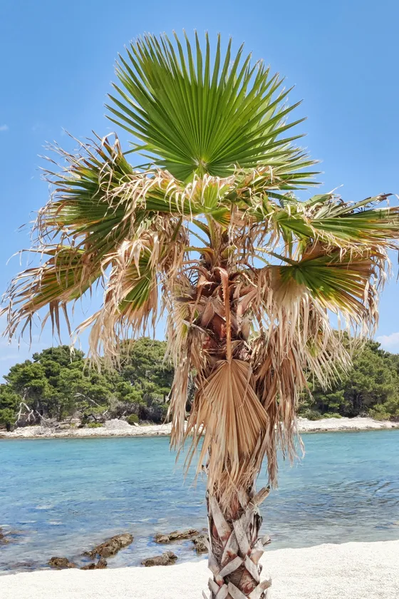 A vibrant palm tree on a pristine beach with crystal-clear turquoise water and lush green islands along the Dalmatian coast.