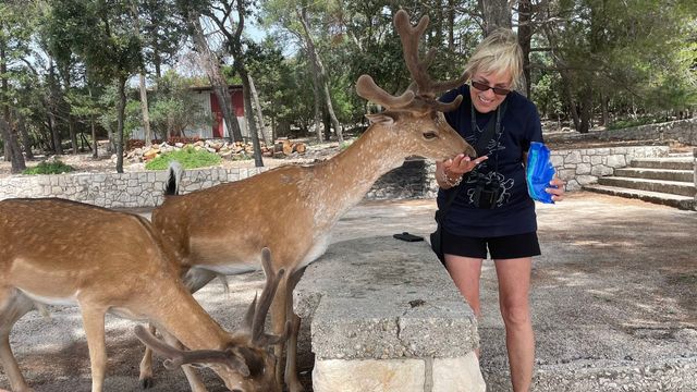 Woman feeding friendly fallow deer with young antlers at a wildlife park. Up-close animal encounter, nature experience, summer outdoor activity to the Island Korcula.